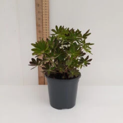 Hozelock Lola Shop -Hozelock Lola Shop 13cm 4 2 10797.1662993434