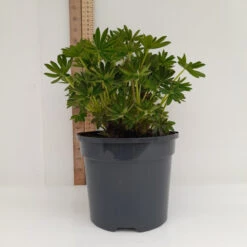 Blacksmith 19cm Pot -Hozelock Lola Shop 19cm 1 1 1 48066.1662993403