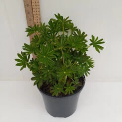 Blacksmith 19cm Pot -Hozelock Lola Shop 19cm 2 1 37491.1662993403