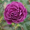 Bush Rose 'Ebb Tide' 5L
