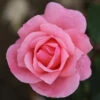 Bush Rose 'The Queen Elizabeth' 5L -Hozelock Lola Shop 1 the queen elizabeth 66700.1674483789