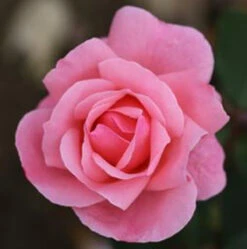 Bush Rose 'The Queen Elizabeth' 5L
