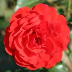 Bush Rose 'Trumpeter' 5L