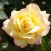 Bush Rose 'Peace' 5L -Hozelock Lola Shop 2 peace 84697.1674483786