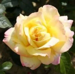 Bush Rose 'Peace' 5L