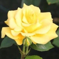 Bush Rose 'Precious Gold' 5L