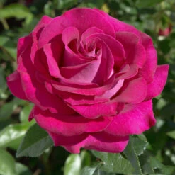 Bush Rose 'Belle Rives' 5L