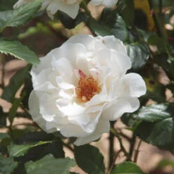 Bush Rose 'Margaret Merril' 5L