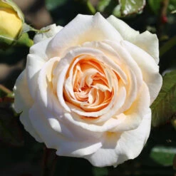 Bush Rose 'Timeless Cream' 5L