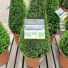 Buxus Sempervirens Medium Pyramid 26cm -Hozelock Lola Shop Buxus Sempervirens Medium Pyramid 26cm 37690.1687697315