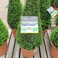 Buxus Sempervirens Medium Pyramid 26cm