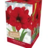 Amaryllis Christmas Wish -Hozelock Lola Shop Christmas Wish 52635.1696942532