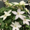 Clematis Montana Var Grandiflora 3L -Hozelock Lola Shop Clematis Montana Var Grandiflora 3L 64288.1687702831