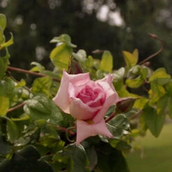Climbing Rose 'Compassion' 5L