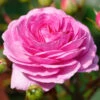 Climbing Rose 'Ozeana' 5L -Hozelock Lola Shop Climbing Rose Ozeana 5L 79144.1678287479
