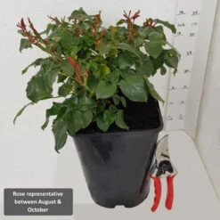 Bush Rose 'Blue For You' 3L -Hozelock Lola Shop RoseRepAug Oct1 05411.1679414571