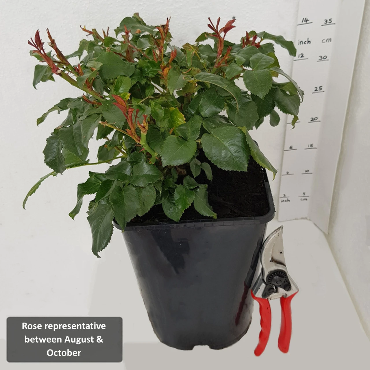 Shrub Rose 'Countess Of Wessex' 5L 4 Shrub Rose 'Countess Of Wessex' 5L - Image 3