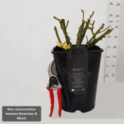 Bush Rose 'Angel Eyes' 5L -Hozelock Lola Shop RoseRepNov March1 94052.1678621521