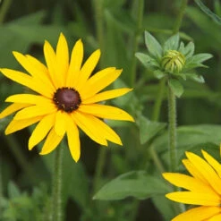 Rudbeckia Fulgida 'Goldsturm' 3L