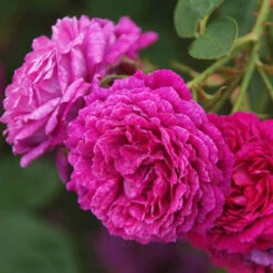 Shrub Rose 'Belle De Crecy' 5L