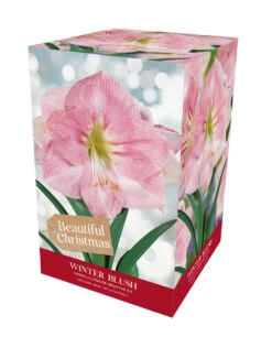 Amaryllis Winter Blush