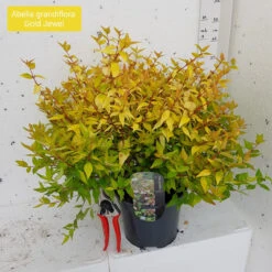 Spiraea Little Princess 13cm Pot