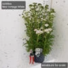 Achillea 'New Vintage White' 3Ltr -Hozelock Lola Shop achillea new vintage white 3ltr 02445.1665133468