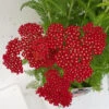 Achillea Millefolium 'Red Velvet' 3L -Hozelock Lola Shop achillea red velvet close up 95859.1665133458