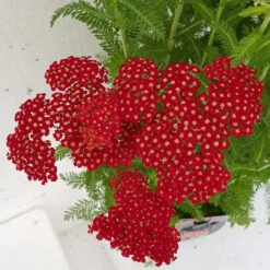 Achillea Millefolium 'Red Velvet' 3L