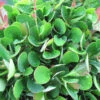 Berberis Buxifolia Nana 3L -Hozelock Lola Shop berberis buxifolia nana pshgen0153 51782.1665133505