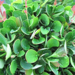 Berberis Buxifolia Nana 3L