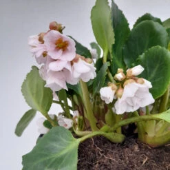 Bergenia 'Harzkristall' 3L -Hozelock Lola Shop bergenia harzkistall 3 1 51745.1662993374
