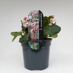 Bergenia 'Harzkristall' 3L -Hozelock Lola Shop bergenia harzkistall 5 1 90118.1662993374