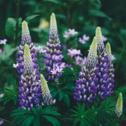 Blacksmith 19cm Pot -Hozelock Lola Shop blacksmith 1 1 4 52563.1662993403