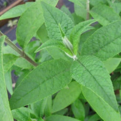 Buddleja 'Lochinch' 4L