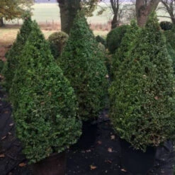 Buxus Egyptian Pyr 28cm Vp