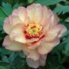 Paeonia Callie's Memory 4L/21cm -Hozelock Lola Shop callies memory f1 81560.1665133467
