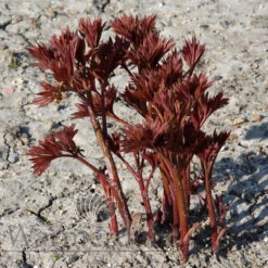 Paeonia Callie's Memory 4L/21cm -Hozelock Lola Shop callies memory f2 32531.1662993085