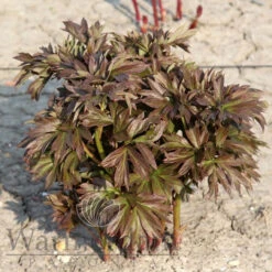 Paeonia Callie's Memory 4L/21cm -Hozelock Lola Shop callies memory f3 25083.1662993085