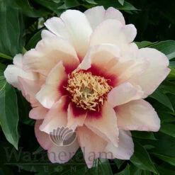 Paeonia Callie's Memory 4L/21cm -Hozelock Lola Shop callies memory f6 96138.1662993085