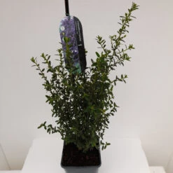 Ceanothus 'Concha' 4L