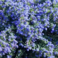 Hozelock Lola Shop -Hozelock Lola Shop ceanothus concha 5 25985.1662990759