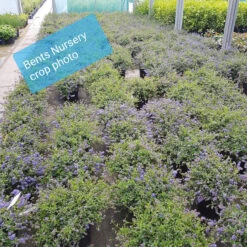 Ceanothus Thy 'Repens' 5L -Hozelock Lola Shop ceanothus repens crop photo ctr003 96115.1662992240
