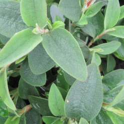 Cistus 'Silver Pink' 4L