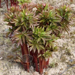 Paeonia Command Performance 4L/21cm -Hozelock Lola Shop command performance f2 56476.1662993086