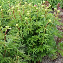 Paeonia Command Performance 4L/21cm -Hozelock Lola Shop command performance f3 62955.1662993086