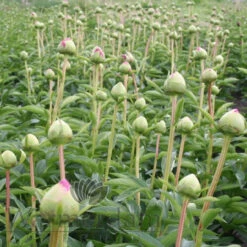 Paeonia Command Performance 4L/21cm -Hozelock Lola Shop command performance f4 09815.1662993086