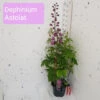 Delphinium Astolat -Hozelock Lola Shop delphinium astolat 3ltr 22347.1665133457