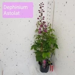 Delphinium Astolat