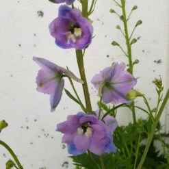 Delphinium Cameliard